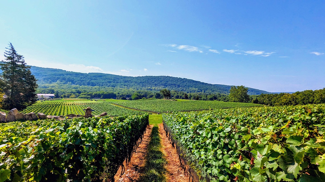 Alba Vineyard & Winery